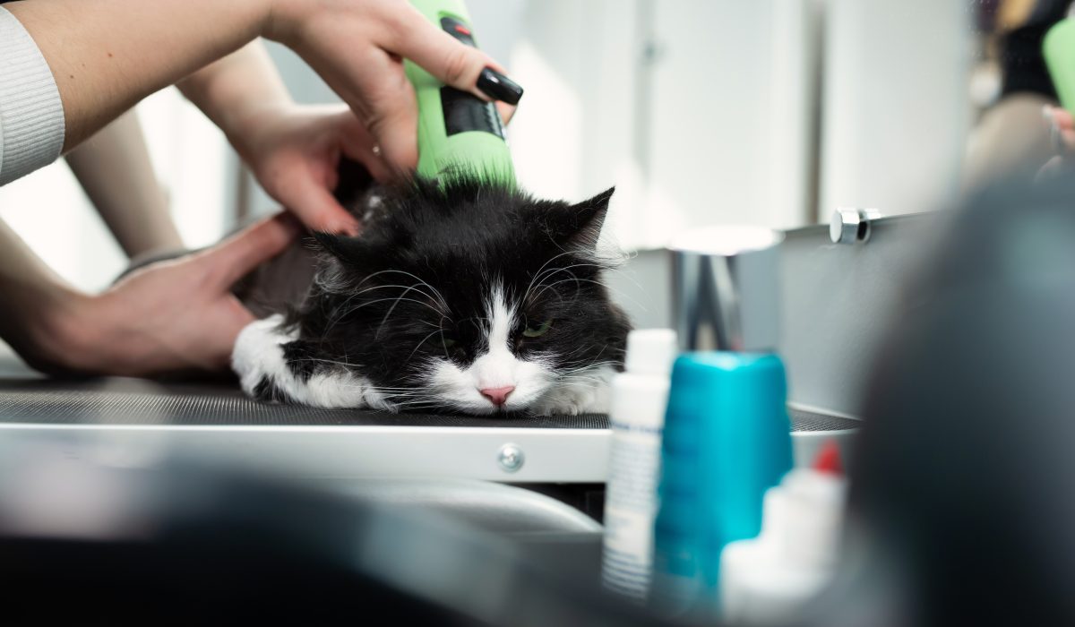 Katzen Grooming Tools