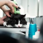 Katzen Grooming Tools
