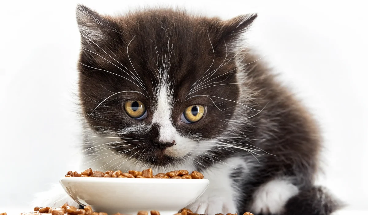 Katzenfutter Lebensphasen