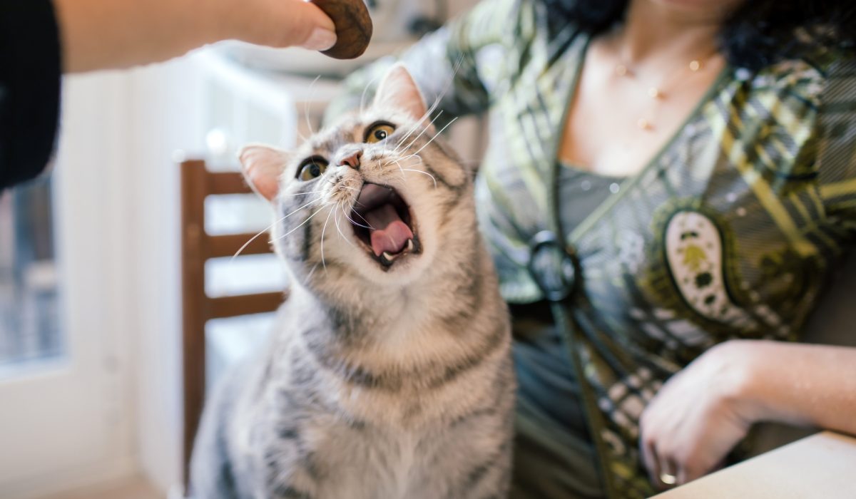 Katzen Verhaltensprobleme