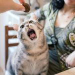 Katzen Verhaltensprobleme