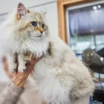 Katzenrassen Merkmale