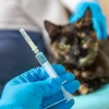 Katzen Impfung
