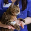 Katzen Impfung