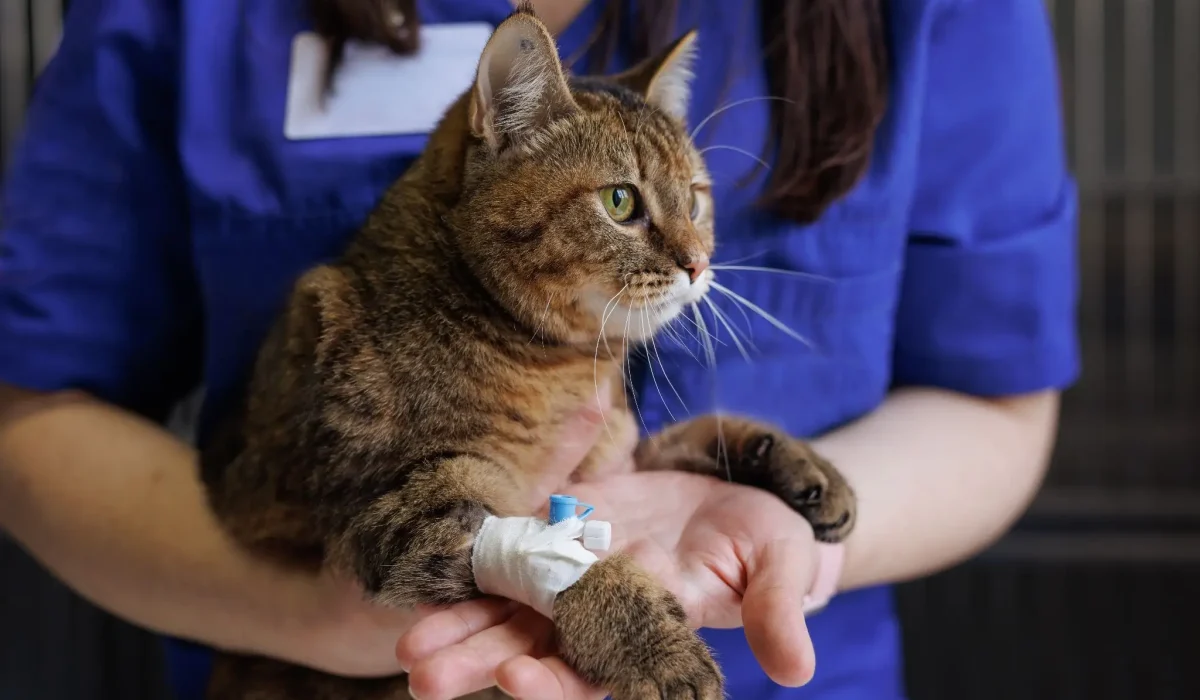 Katzen Impfung