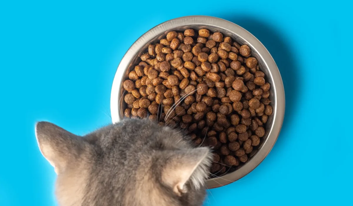 gesundes Katzenfutter