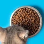 gesundes Katzenfutter