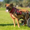 Rollstuhl für Hunde
