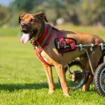 Rollstuhl für Hunde