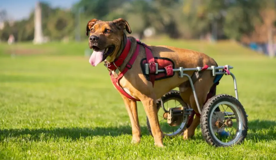 Rollstuhl für Hunde